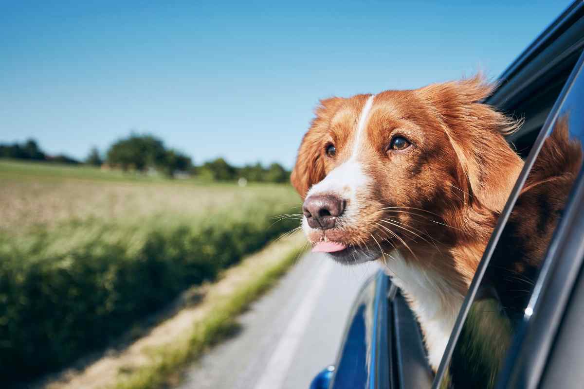 viaggiare col cane dove e cosa portare