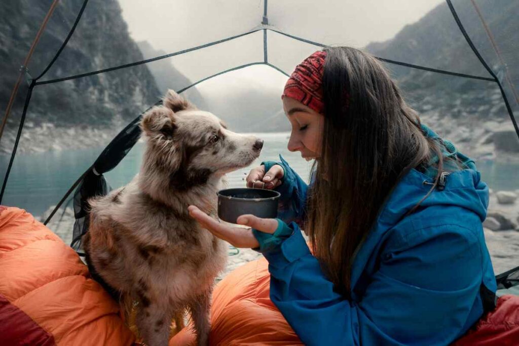 viaggiare col cane dove e cosa portare