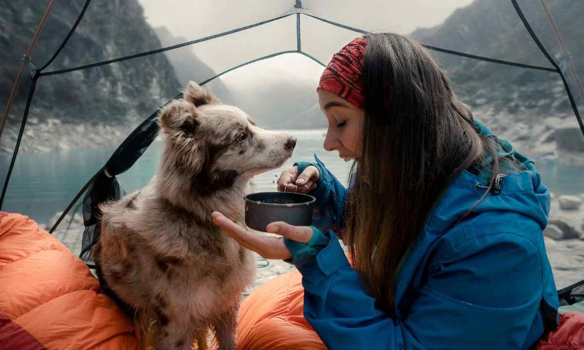 viaggiare col cane dove e cosa portare