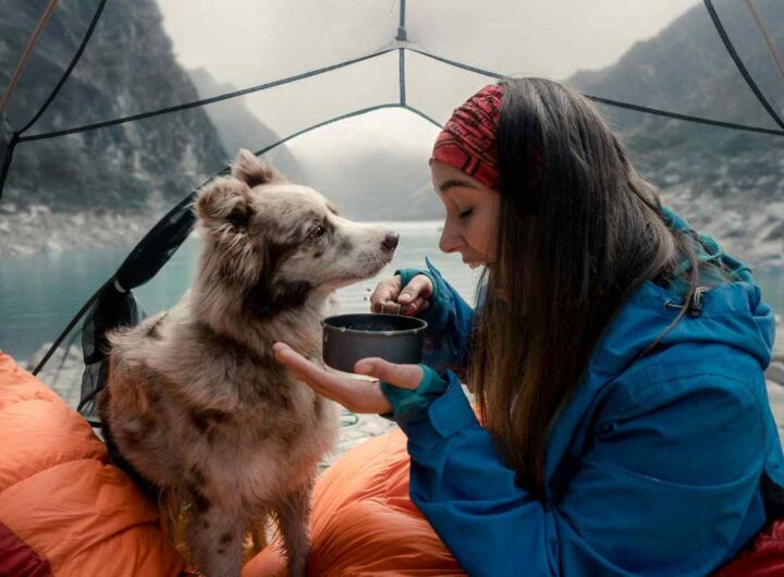 viaggiare col cane dove e cosa portare