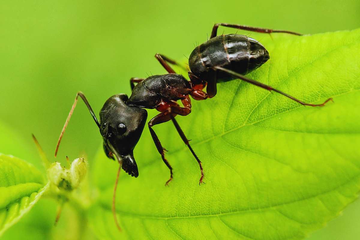 Come sconfiggere le formiche in casa: il rimedio naturale