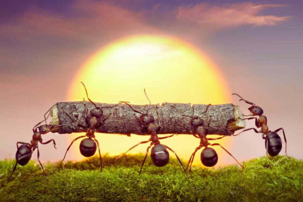 Come sconfiggere le formiche in casa: il rimedio naturale
