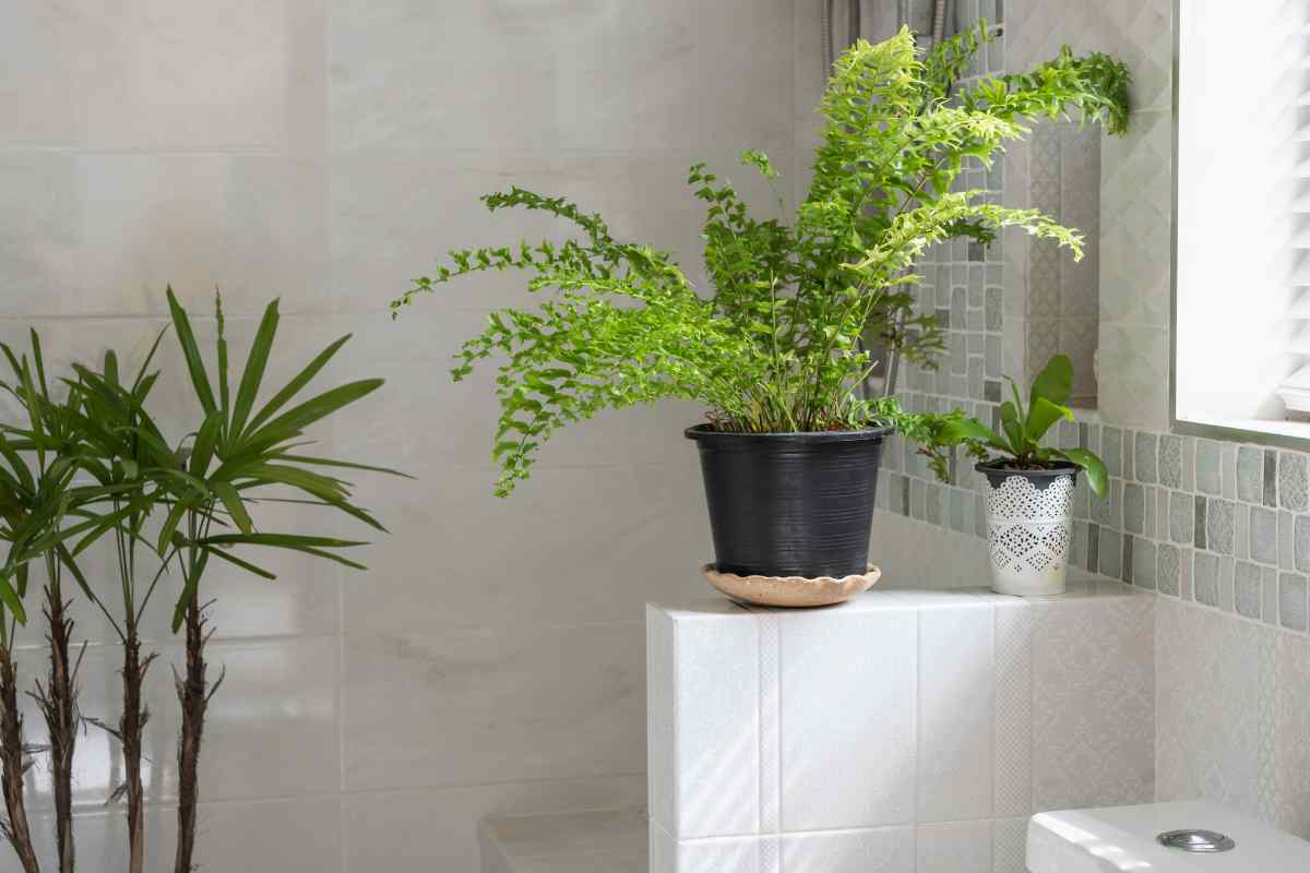 piante bagno anti umidità