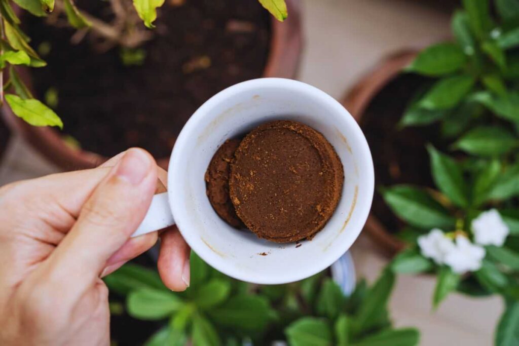 fondi di caffè e piante