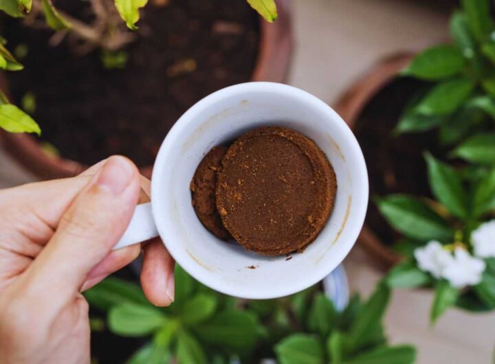 fondi di caffè e piante