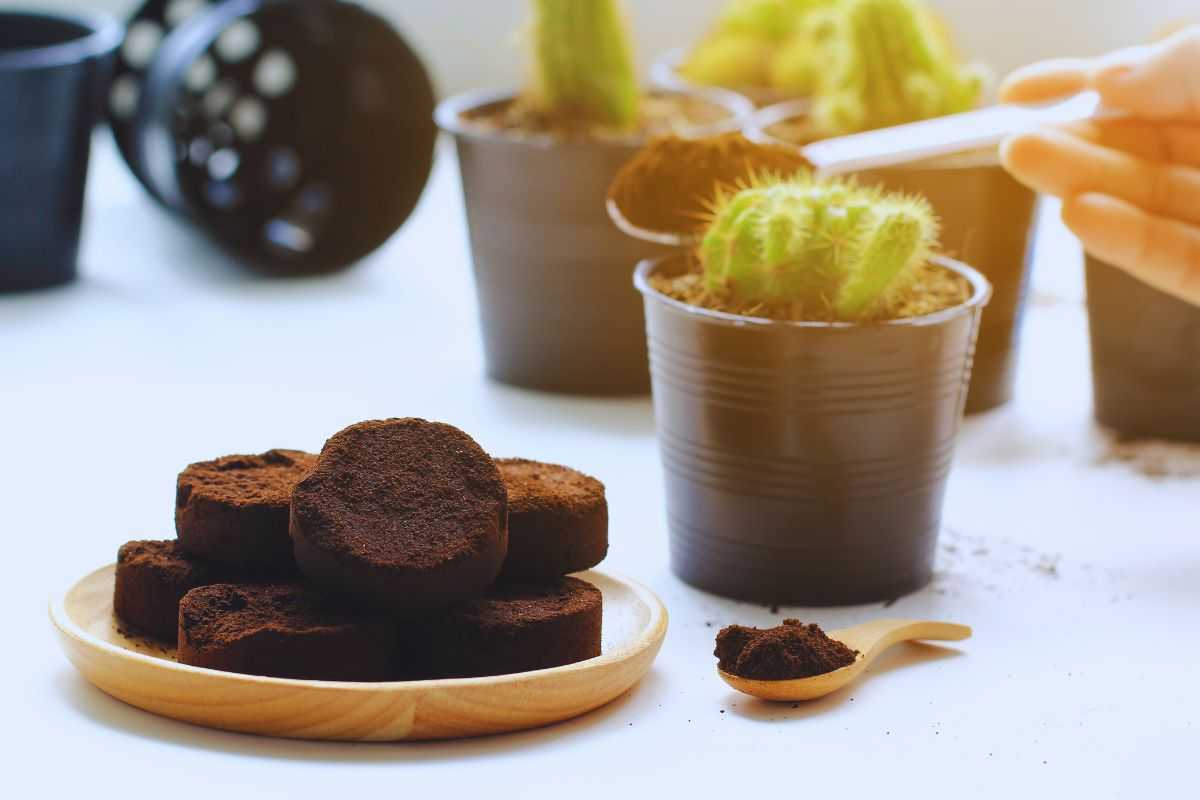 l'utilità dei fondi di caffè per le piante