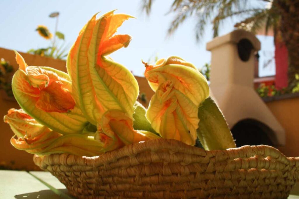 Fiori di Zucca