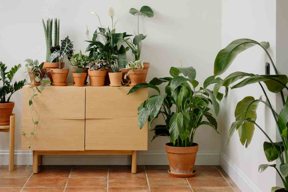 Piante casa