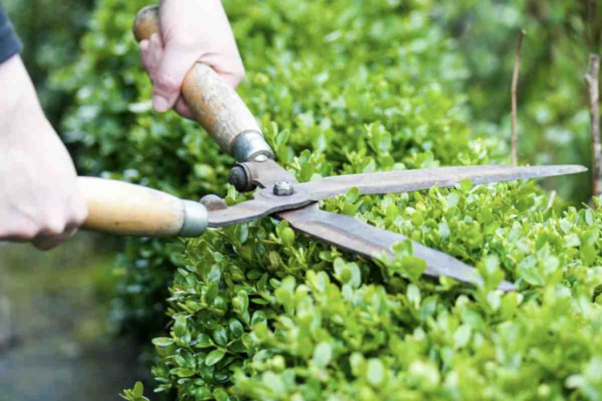 Spesso chi si dedica al giardinaggio domestico tende a sottovalutare le implicazioni legali che derivano dalla gestione di piante