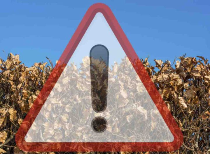 In particolare, quando le piante invadono marciapiedi, strade o altre aree pubbliche, si configura un rischio per la sicurezza stradale e pedonale che il legislatore punisce severamente.