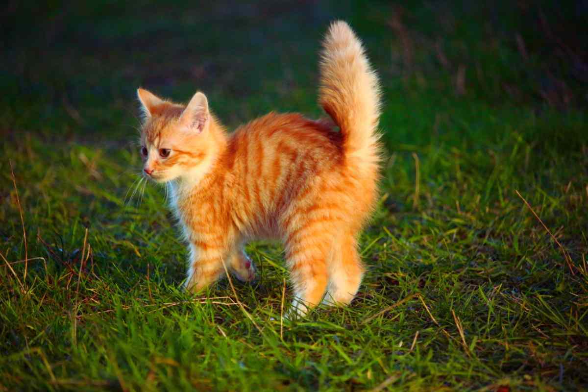 Le 5 città perfette per chi è un amante dei gatti