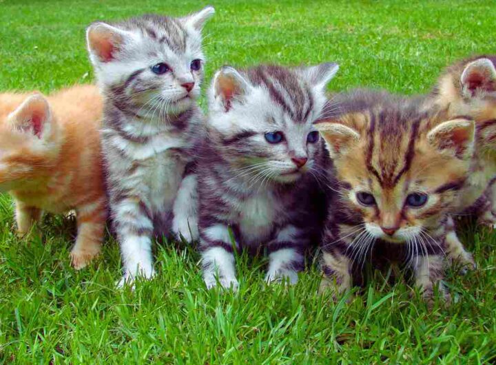 Le 5 città perfette per chi è un amante dei gatti