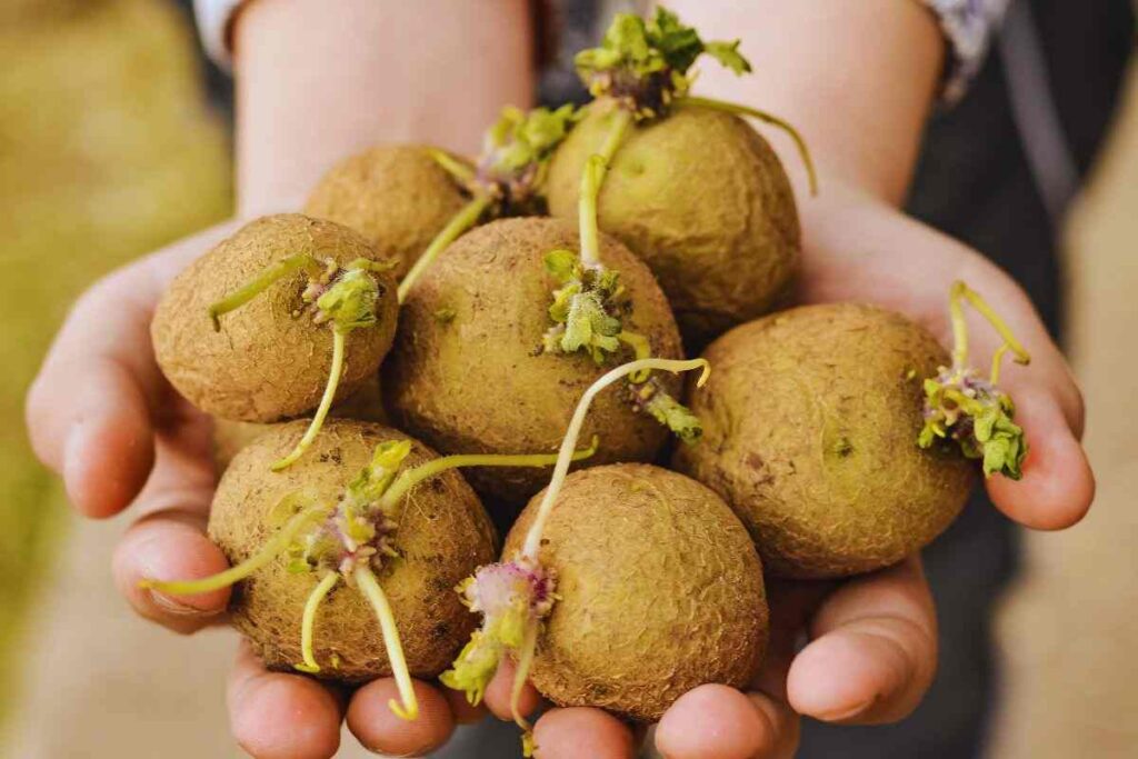 il problema delle patate germogliate