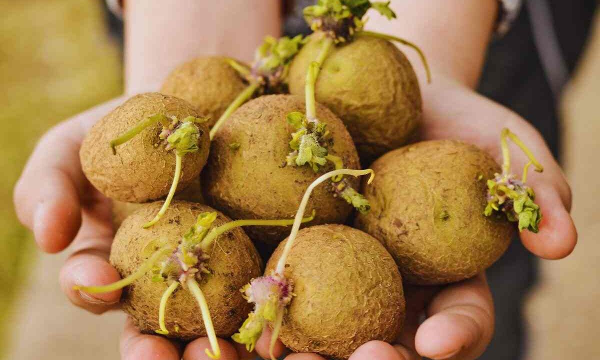 il problema delle patate germogliate