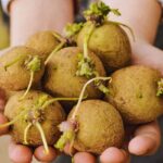 il problema delle patate germogliate