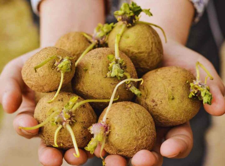 il problema delle patate germogliate
