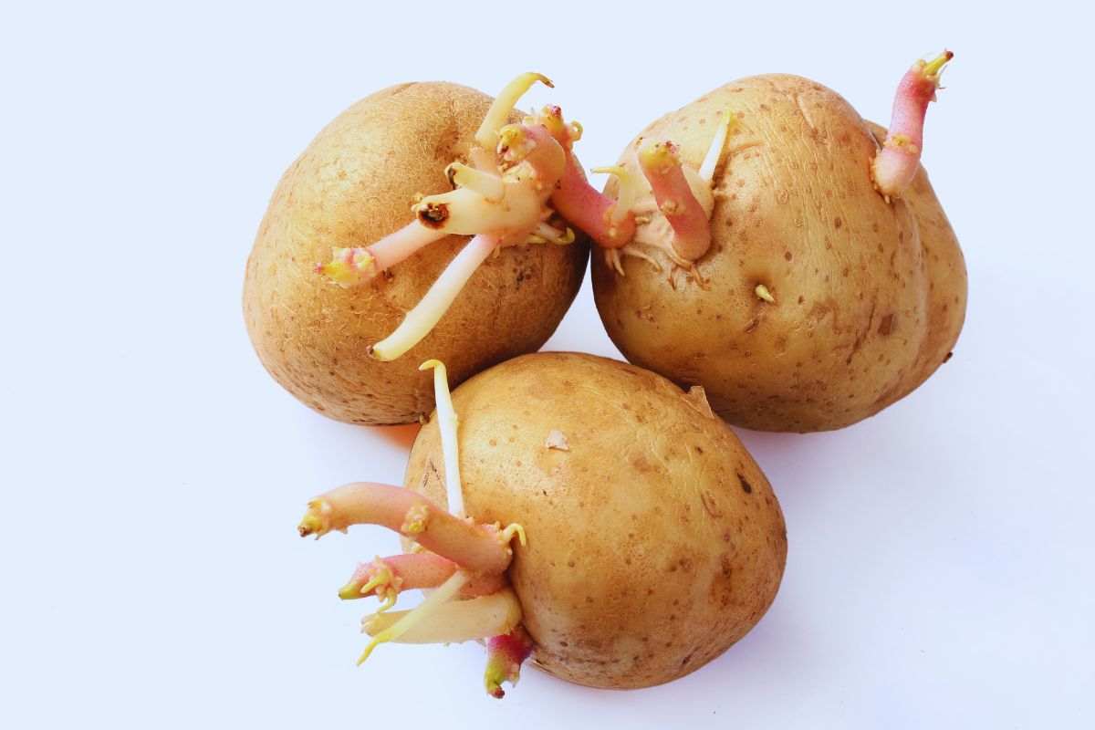patate germogliate e solanina